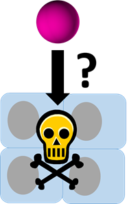 Schaubild zur Auswirkung von MP auf zellulärer Ebene (mit Fragezeichen neben einem Pfeil, der auf einen Totenkopf zeigt)