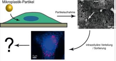 Schaubild zum Einfluss von Mikroplastik auf zellulärer Ebene